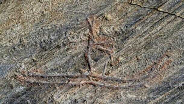 Rock incisions found in Alstahaug, Norland include Rodoy man, a figure who is clearly on skis.